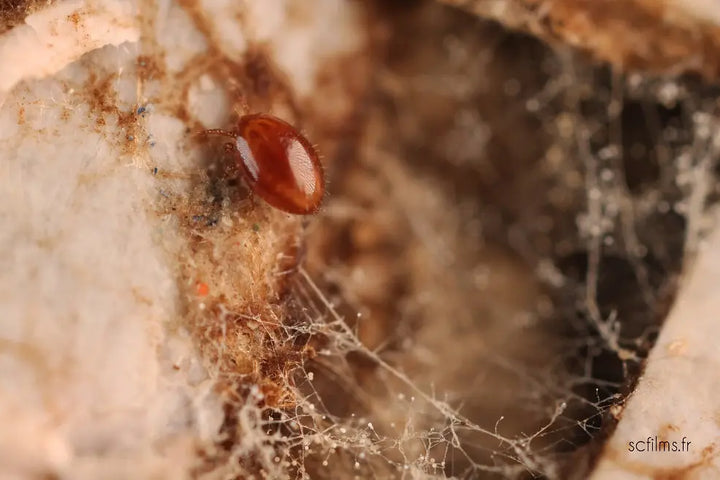 Racines mycorhizées d'une plante de jardin, réseau fongique visible sur sol vivant — mycorhizes au jardin écologique