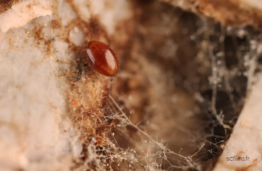Racines mycorhizées d'une plante de jardin, réseau fongique visible sur sol vivant — mycorhizes au jardin écologique