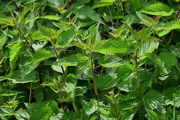 Extraits fermentés d'ortie et de consoude, purins végétaux pour le jardin écologique
