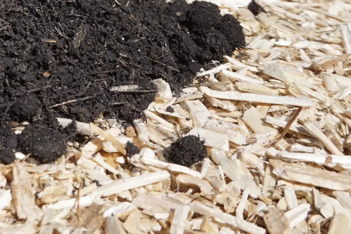 Préparation automnale du potager : paillage de chanvre pour protéger le sol vivant dans le Gard
