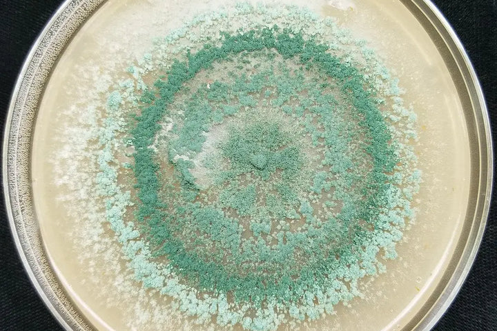 Trichoderma, champignon bénéfique protégeant les racines des cultures au jardin écologique