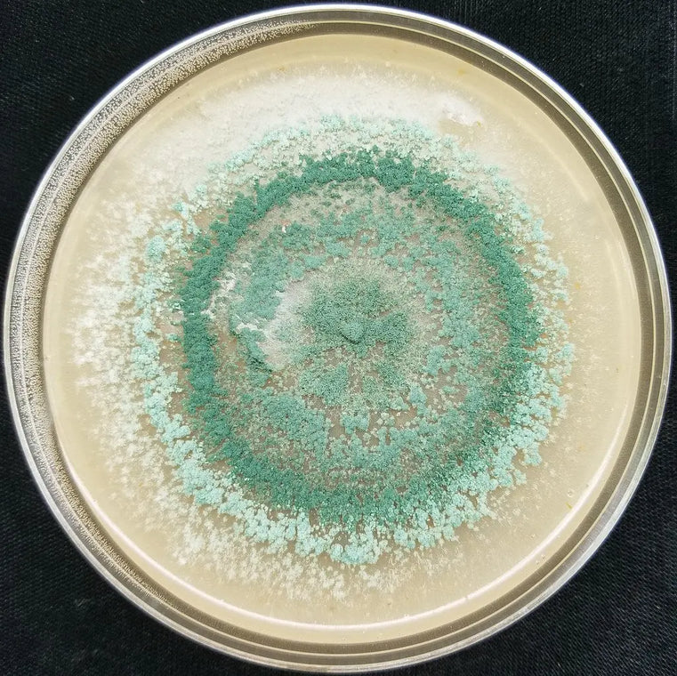 Trichoderma, champignon bénéfique protégeant les racines des cultures au jardin écologique