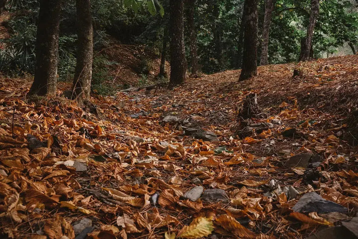Litière forestière en automne, humus riche utilisé pour fabriquer la litière forestière fermentée