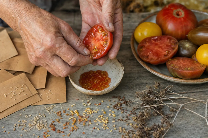 Récolte de graines de tomate ancienne reproductible dans un bol