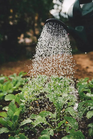 Poudre de basalte volcanique répandue sur un sol de jardin pour reminéraliser et stimuler la vie microbienne