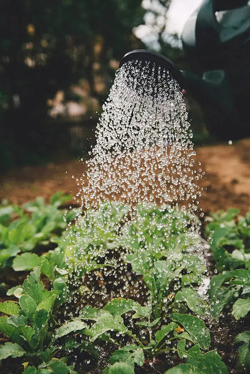 Poudre de basalte volcanique répandue sur un sol de jardin pour reminéraliser et stimuler la vie microbienne