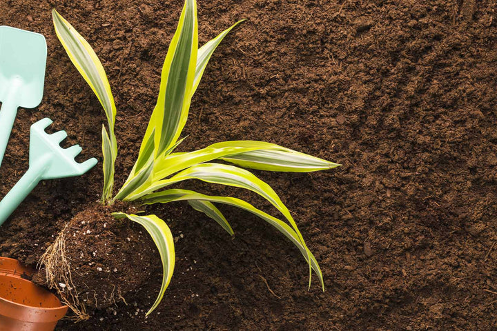Sol recouvert d'un couvert végétal d'engrais verts, phacélie et trèfle, dans un potager écologique du Gard