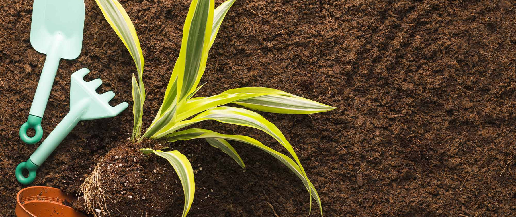 Sol recouvert d'un couvert végétal d'engrais verts, phacélie et trèfle, dans un potager écologique du Gard