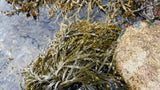 Biostimulant extrait d'algues marines – Seaweed Terra Aquatica Terra Aquatica