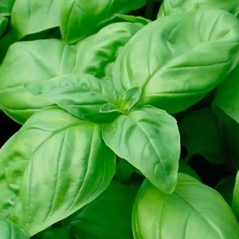 Graines de basilic bio – Grand Vert Le Jardinier Français