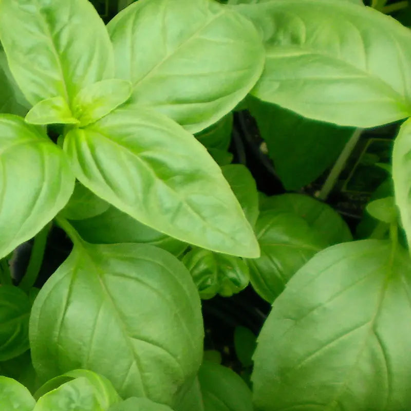 Graines de basilic bio – Petit Marseillais Le Jardinier Français