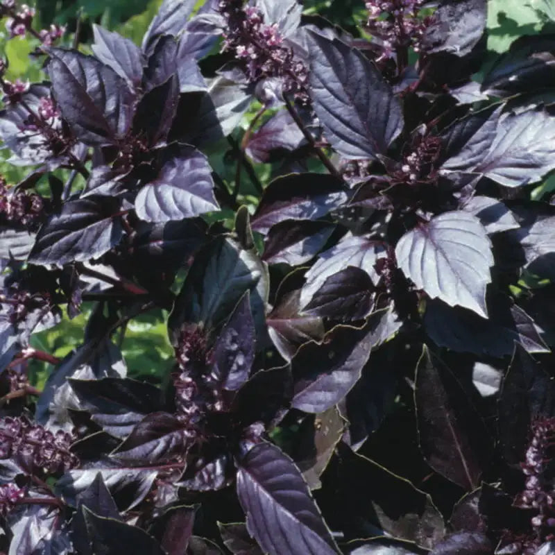 Graines de basilic bio – Rubin Le Jardinier Français
