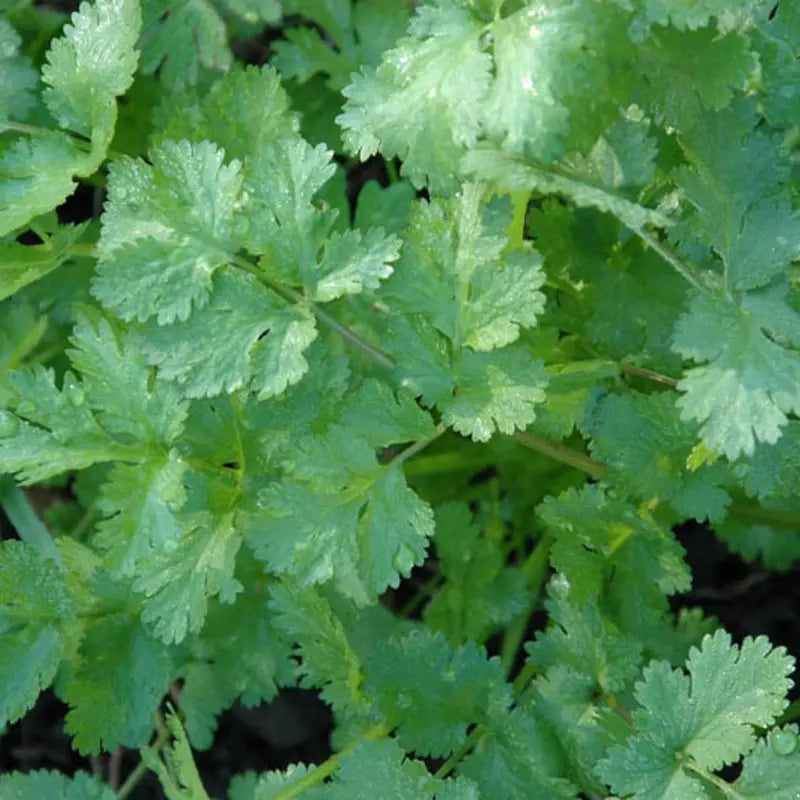 Graines de coriandre bio – Pokey Joe Le Jardinier Français