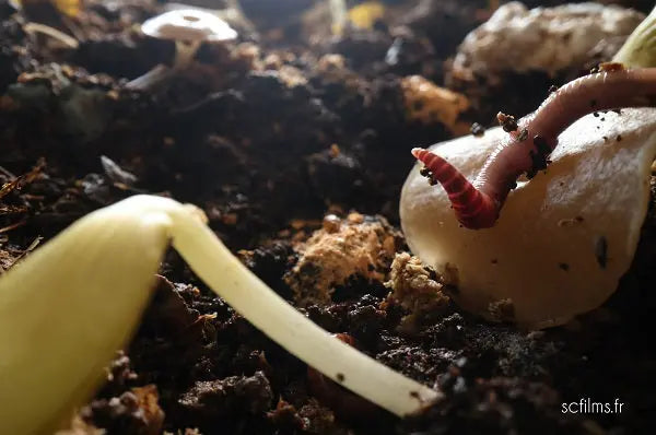 Lombricompost premium riche en micro-organismes – Lombritonic Le Jardinier Français