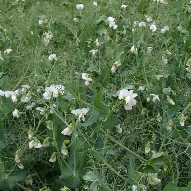 Graines d'engrais vert bio – Méteil Épeautre Le Jardinier Français