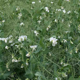 Graines d'engrais vert bio – Méteil Épeautre Le Jardinier Français