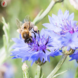 Graines d'engrais vert bio – Méteil Épeautre Le Jardinier Français