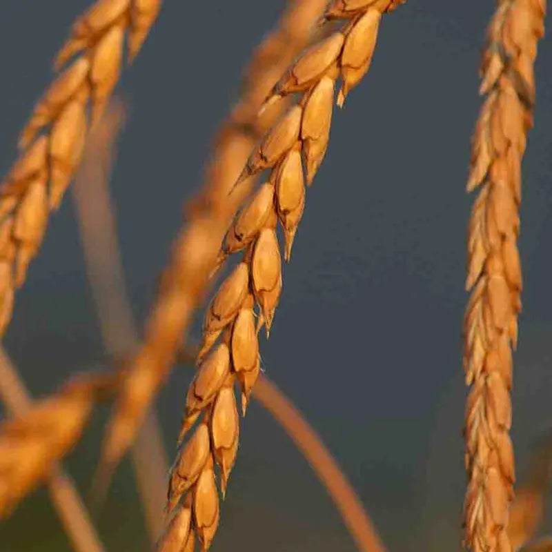 Graines d'engrais vert bio – Méteil Épeautre Le Jardinier Français