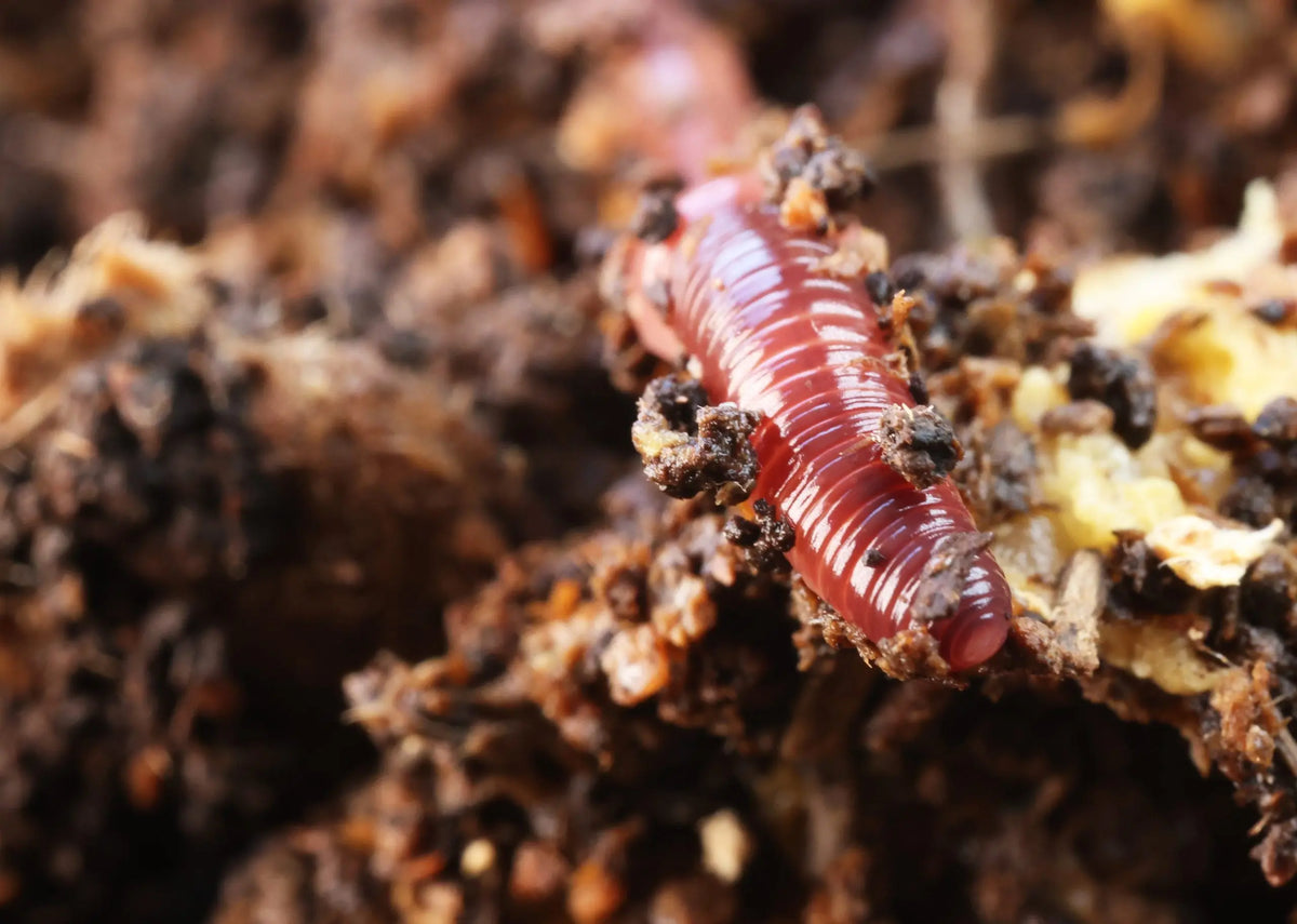 Lombricompost premium riche en micro-organismes – Lombritonic Le Jardinier Français