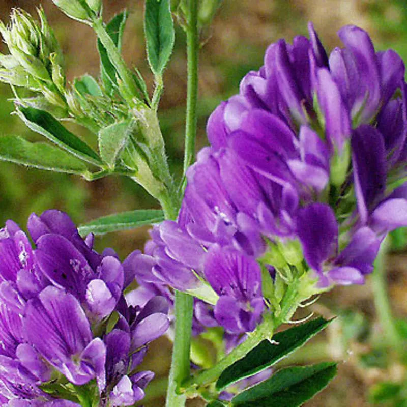 Graines d'engrais vert luzerne bio – Medicago sativa Le Jardinier Français
