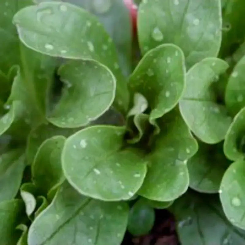 Graines de mâche bio – Vit Le Jardinier Français