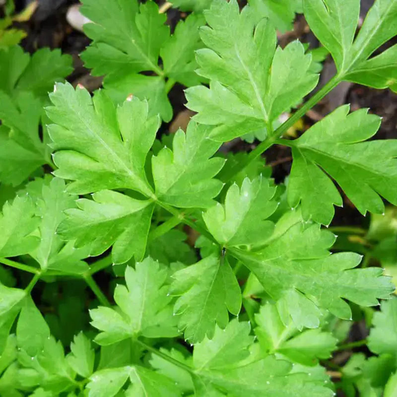 Graines de persil bio – Géant d'Italie Le Jardinier Français
