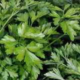 Graines de persil bio – Simple Le Jardinier Français