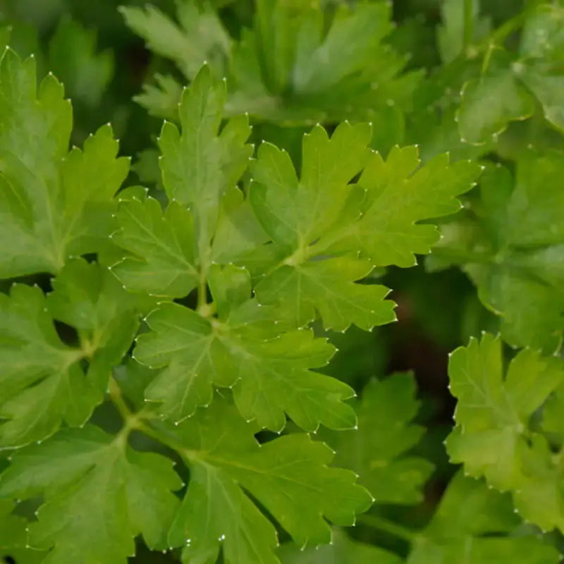 Graines de persil bio – Simple Le Jardinier Français