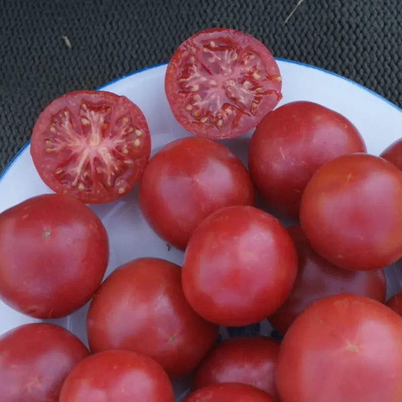 Graines de tomate rose bio – Rose de Berne Kokopelli