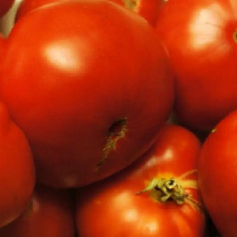 Graines de tomate rouge bio – Marmande Kokopelli