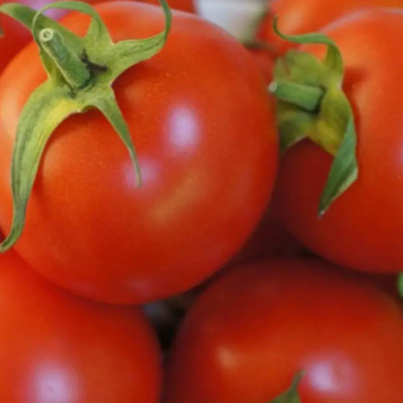 Graines de tomate rouge bio – Saint Pierre Kokopelli