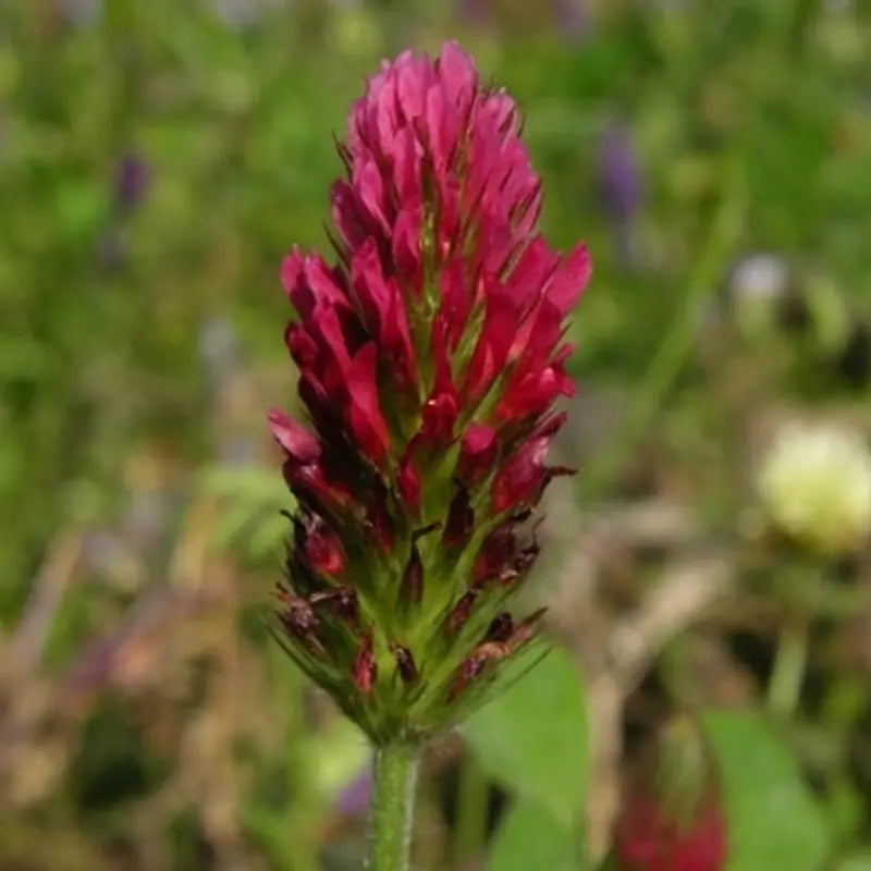 Graines d'engrais vert trèfle bio – Rouge Incarnat Le Jardinier Français
