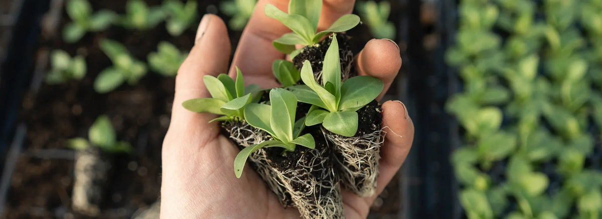 Terreau de semis Le Jardinier Français